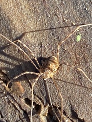 Leiobunum ventricosum