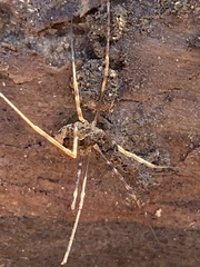 Leiobunum ventricosum