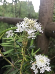 Rhododendron groenlandicum