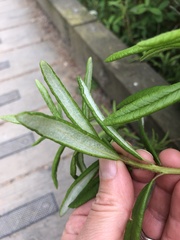 Rhododendron groenlandicum