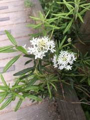 Rhododendron groenlandicum