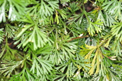 Elaphoglossum peltatum