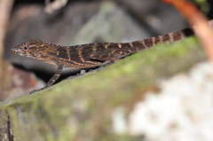 Anolis gundlachi