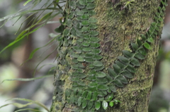 Marcgravia rectiflora