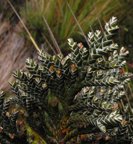 Andicolea thuyoides, photograph 6
