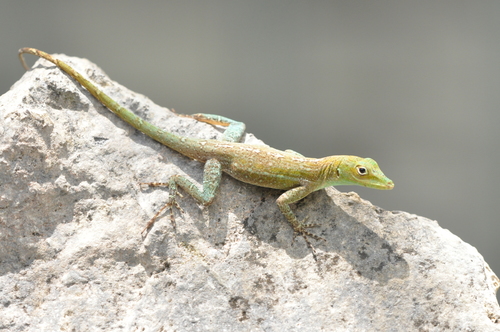 Emerald anole, Anolis evermanni