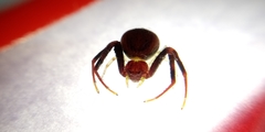 Thomisidae