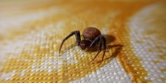 Thomisidae