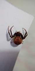 Thomisidae