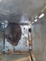 Nothocricetulus migratorius