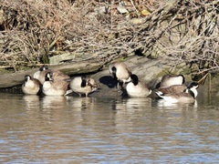 Branta canadensis