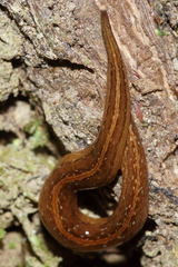 Australopacifica mariae