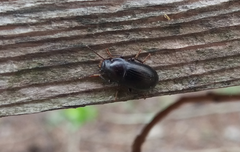 Nalassus dermestoides