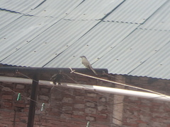 Tyrannus melancholicus