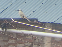 Tyrannus melancholicus