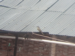 Tyrannus melancholicus