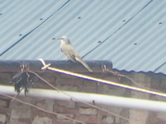 Tyrannus melancholicus