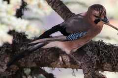 Garrulus glandarius glaszneri