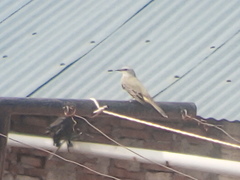 Tyrannus melancholicus