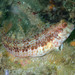 Ringneck Blenny - Photo (c) Sylvain Le Bris, some rights reserved (CC BY-NC), uploaded by Sylvain Le Bris