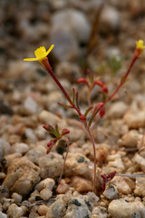 Camissonia pusilla