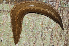 Australopacifica mariae