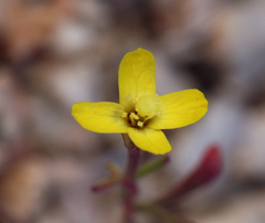 Camissonia pusilla