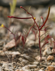 Camissonia pusilla