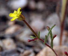 Camissonia pusilla