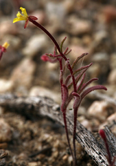 Camissonia pusilla