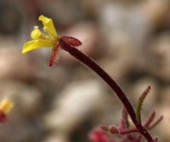 Camissonia pusilla
