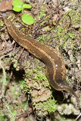 Australopacifica mariae