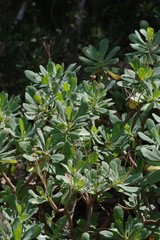 Othonna triplinervia