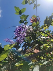 Petrea