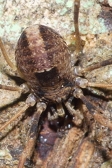 Forsteropsalis inconstans