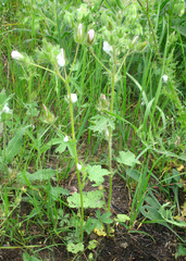 Malvalthaea transcaucasica