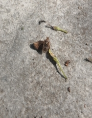 Tropidosteptes