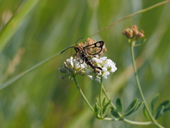 Pyropteron triannuliformis