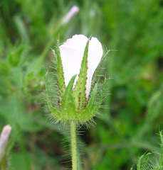 Malvalthaea transcaucasica