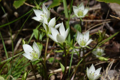 Gentianella grisebachii