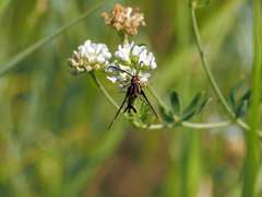 Pyropteron triannuliformis