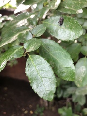 Azara serrata