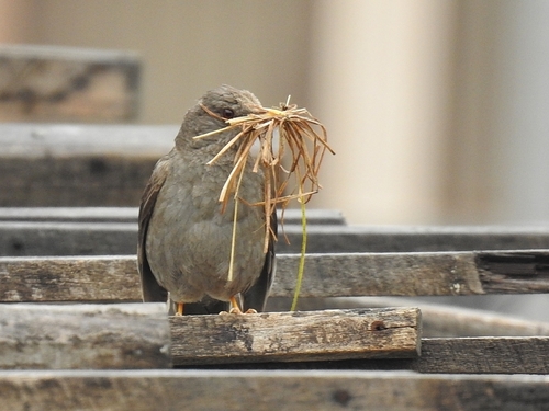 Chiguanco Thrush (Turdus chiguanco), photo 7