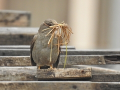 Chiguanco Thrush photo 5