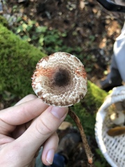 Lepiota flammeotincta