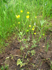 Ranunculus cicutarius