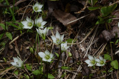 Gentianella grisebachii