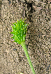 Ranunculus cicutarius