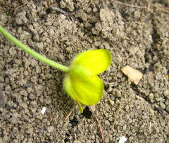 Ranunculus cicutarius