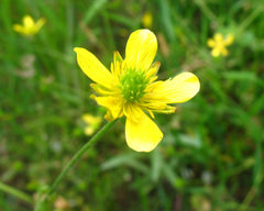 Ranunculus cicutarius